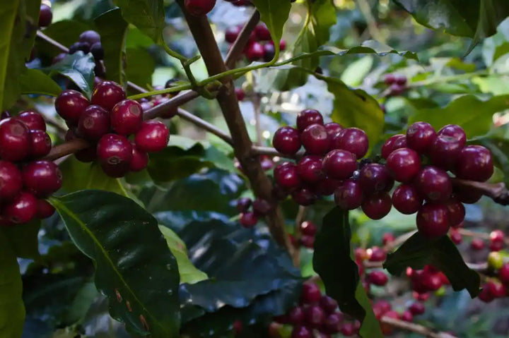 4 Different Types of Coffee Beans and How They Affect Flavor